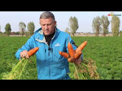 Абако F1  - гибрид ранней моркови от компании Seminis