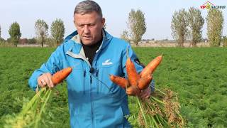 Абако F1  - гибрид ранней моркови от компании Seminis