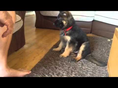 11 week old german shepherd