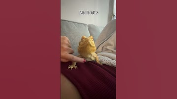 Different ways to show your bearded dragon affection. #beardeddragon #reptiles #pets