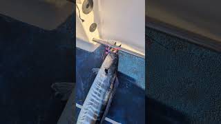 Good wahoo bite in the middle of the last week using Gore's Offshore . Released sailfish.