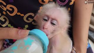 So Cute Baby Monkey SUGAR Obediently Play and Eat Without Mom