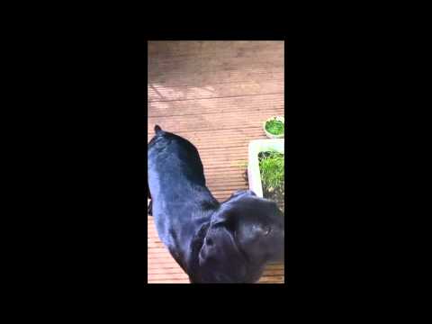 dog-training-..-labrador-..-scent-work-..-drug-detection-dog-..-search-dog-..-day-5