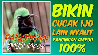 Pancingan CUCAK IJO BANYUWANGI, BIKIN CUCAK IJO LAIN NYAUT DAN EMOSI ❗️🔥