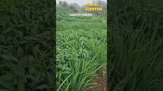 Menanam Cabe Tumpangsari Dengan Padi, Inspiratif