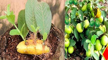 New gardening method | How to propagate guava leaves in banana {Grow Guava Leaf to Fruits Easily}