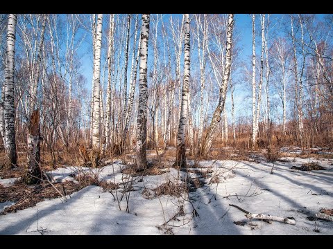 Весенний лес
