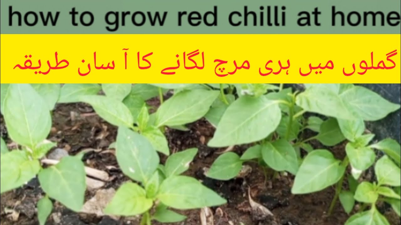 how to grow red chilli at home/red chilli/how to grow red chilli/grow ...