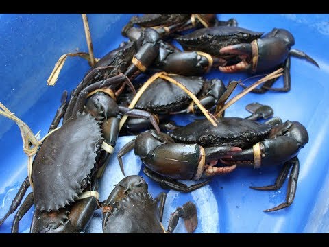 Detik-Detik Menegangkan Penangkapan Kepiting Raksasa!!!(Mancing Kepiting/Berburu Kepiting). 