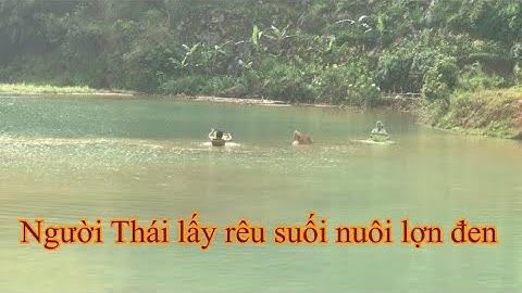 Người Thái trắng Ngọc Chiến - Mường La lấy rêu tự nhiên nuôi cá