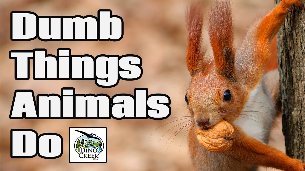 Dumb things. Silly things животные. Стьюпид Энимал. Stupidest animals. Silly thing