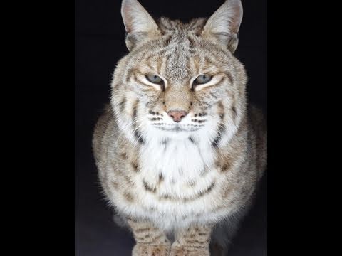 Tractor the Bobcat Undergoes Hip Surgery - Part I