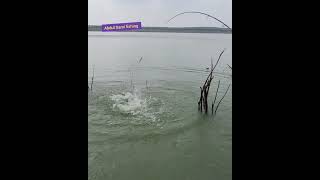 BIG ROHUFISH fishing |FISHER MAN Catching in Krishna river|