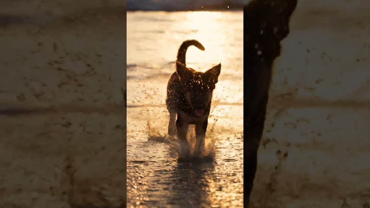 Dog and Baby Best Friends Forever 👶🐶