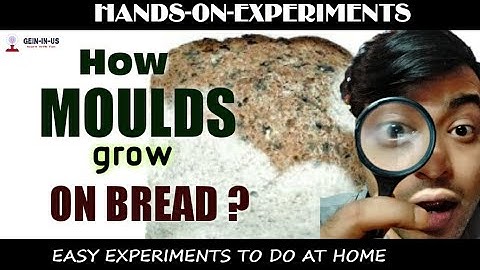 HOW MOULDS GROW ON BREAD | Easy science experiments to do at home