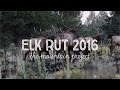 Insane Arizona Elk Rut Action