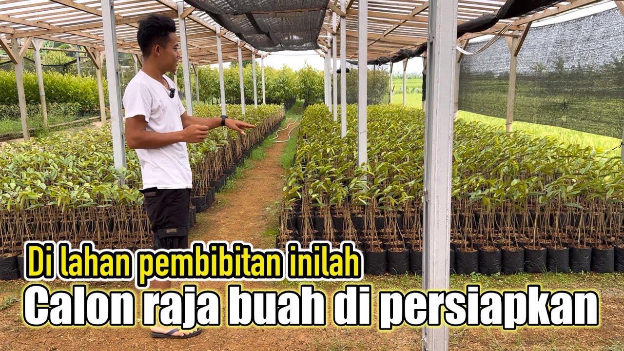 Intip proses produksi bibit durian di kebun kami