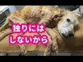 【感動実話】奇跡が起きた!ボロボロの状態で道路に這いつくばっていた犬を保護