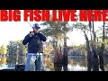 Fishing caddo lake the worlds largest cypress forest for in the world