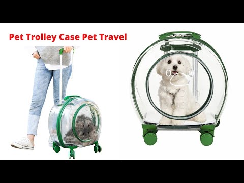 products now🐱🐱 Pet