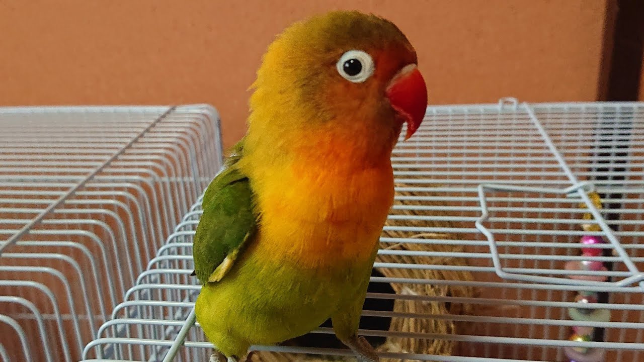 それぞれの性格】ボタンインコ・コザクラインコ - YouTube