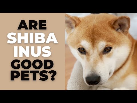 Are Shiba Inus Good Pets? 10 Pros and Cons of Owning a Shiba
