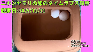 【Memorandum】 2025年11月21日 RPi-Cam-Web-Interfaceを用いたニホンヤモリの卵のTimelapse観察