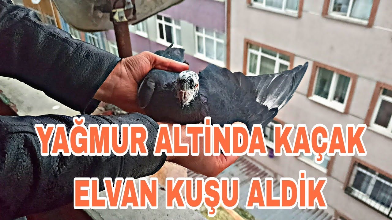 YAĞMUR ALTİNDA BİLE OLSA KAÇAK KUŞU AFETMEM EN İYİSİNDEN
