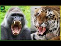 दुनिया के सबसे ताकतवर जानवर | Strongest Animals in the World | Best Animal Facts in Hindi