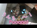 【保護猫】元野良の子猫が「トイレ〜‼️」とニャ〜ニャ〜鳴いて知らせてくれるのが可愛過ぎました Can Simba The Kitten Use The New Potty?
