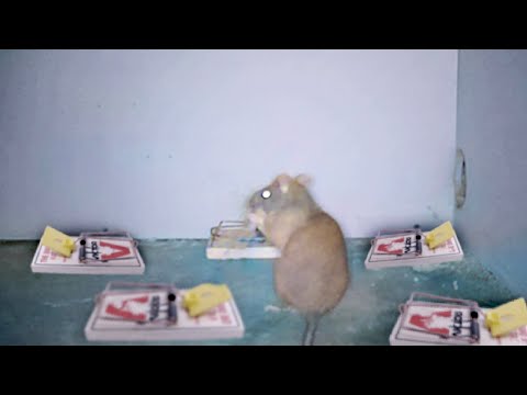 Rat Pulls Off a Big Brain Move