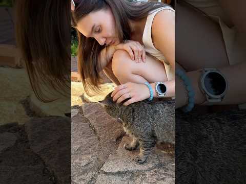 Starring Daughter Valeria Barsik And Roni Cat Barsik Catshorts 