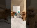 えっ💦わたしのフードマシーンが、、、😱😂 #dog