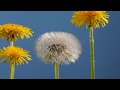 Dandelion flower to clock blowing away time lapse