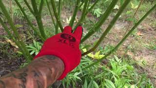 🇬🇧🦍 uk guerilla grow week 21 I think 🇬🇧🦍#reepwhatyousow #420 #fyp #guerillagrow