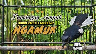 Suara Burung Kacer ini Bikin Kacer Lawan Emosi Gacor, Pancingan Kacer Agar Cepat Emosi Gacor