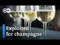 The dark side of the champagne industry | DW Documentary