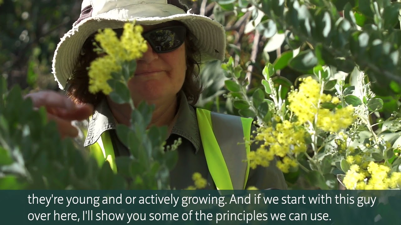 Controlling Priority Weeds in your Bushland
