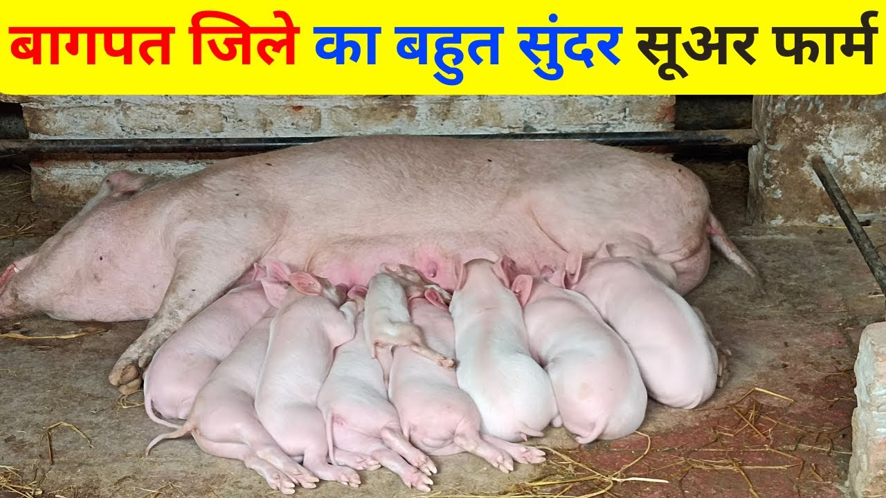 How to Start Pig Farm, pig Feed, pig farming in India, Suar Palan , pig farming for beginners🐖🐖