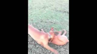 Two Hungarian Vizlas having a muck about