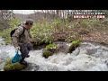 【山菜】秘密の極上ポイントへ‼️行者にんにく、キトピロ、アイヌネギ、春野菜、春の恵み