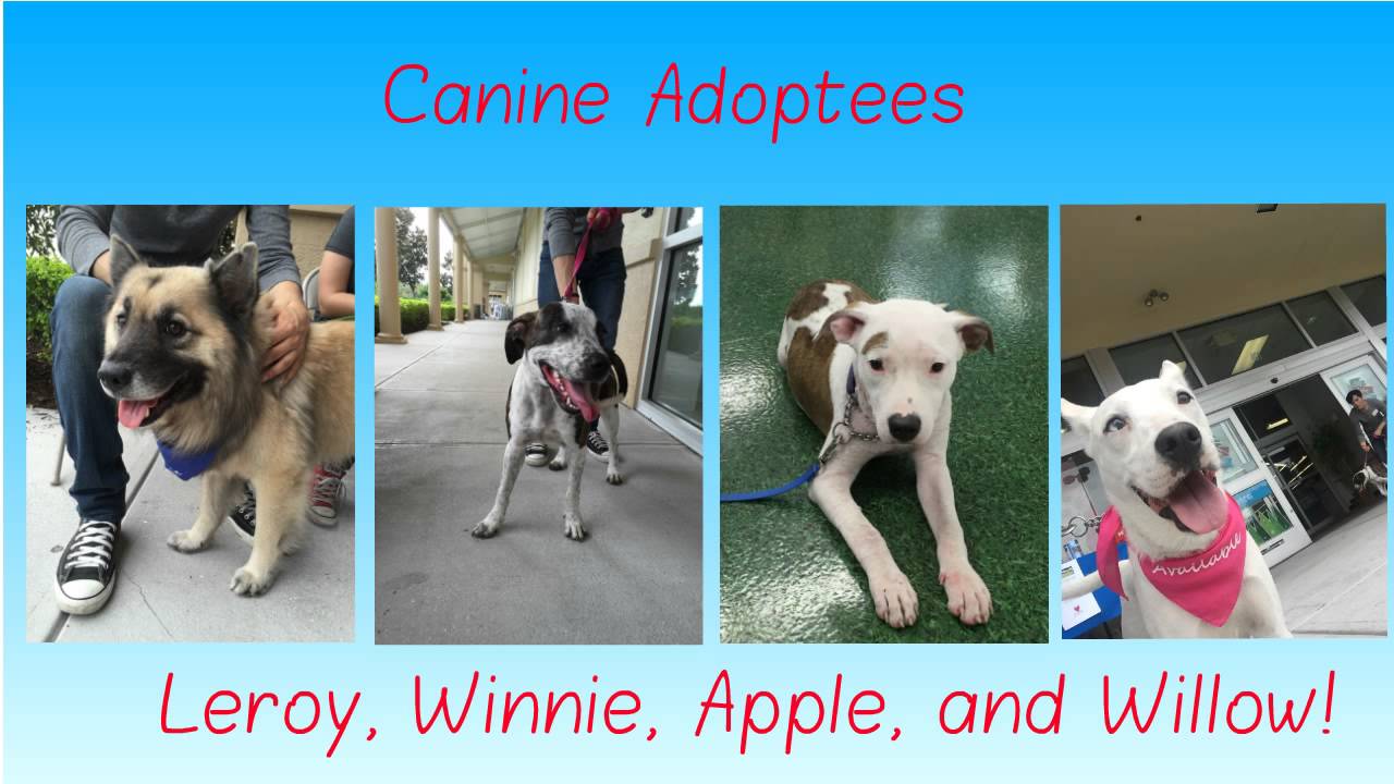 Brooke's Legacy Civic Engagement Project