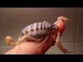 How To Handle Your Scorpion (HD)