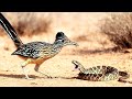 عد اء الطريق أسرع طائر في الصحراء لصيد الأفاعى بطريقة لاتصدق