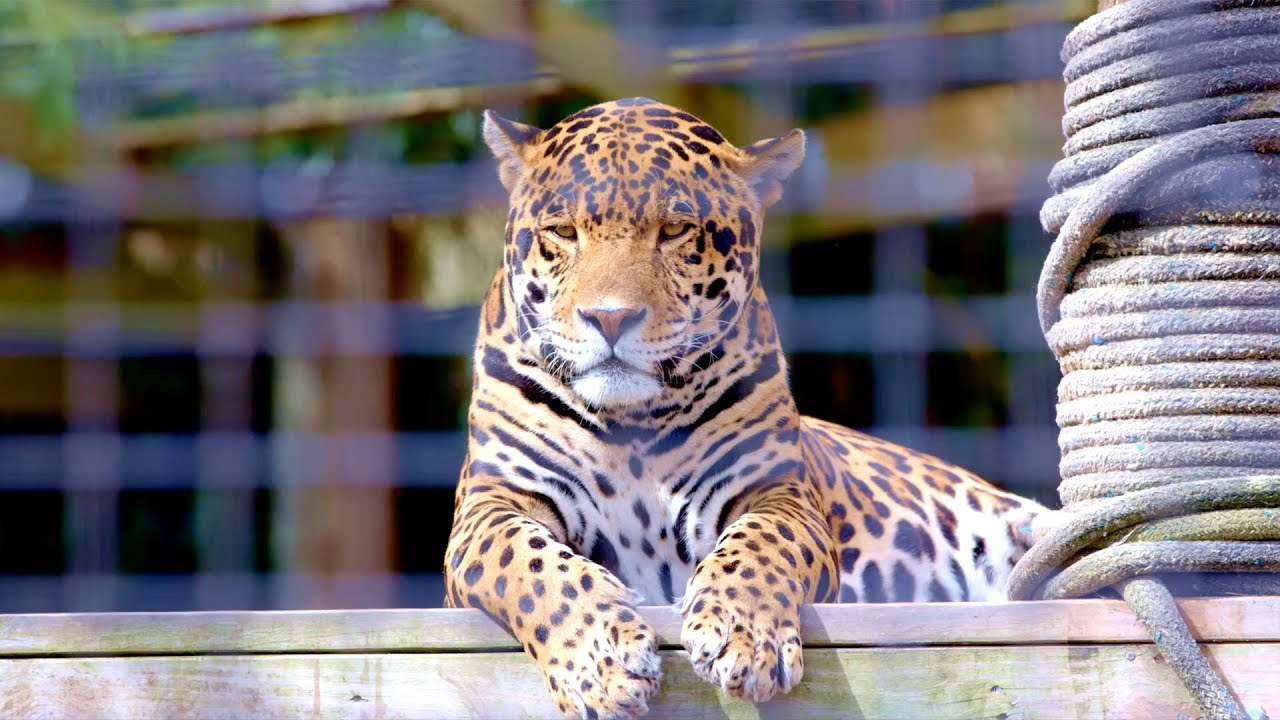Discover Texas Jaguar Training At The Texas Zoo Youtube