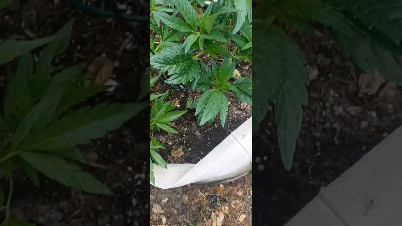 Gonna wash this Almond Milk with Mothers Milk and Cereal Milk n call it Tres Leches live rosin!