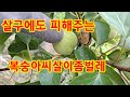 유기농살구 판매 대기 중입니다.2023년 6월 9일 유기농살구 : 유기농사과한빛농장 - http://naver.me/F31zLIE9