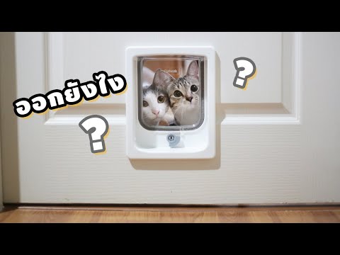 วีดีโอ: วิธีฝึกแมวของคุณให้ใช้ประตูแมว