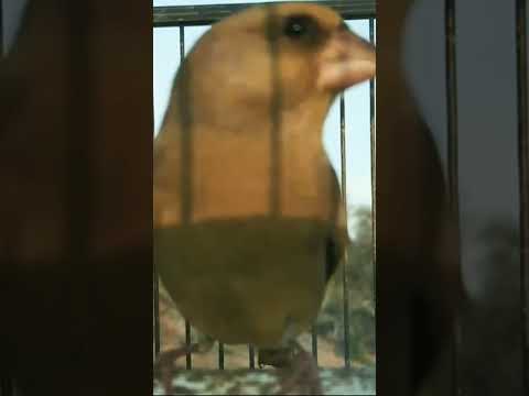 صوت طائر الخضري Shorts