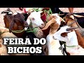 FEIRA DOS BICHOS OVELHA PORCO CAPRINOS SUÍNOS Preço De Tudo Por Kilo E Por Cabeça JAICÓS PIAUÍ